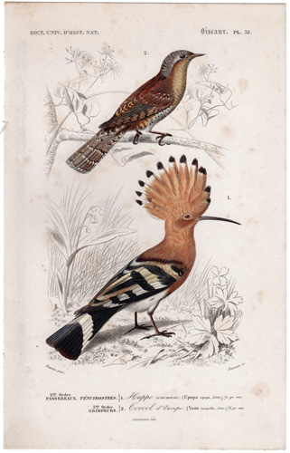 Hoopoe, Wryneck